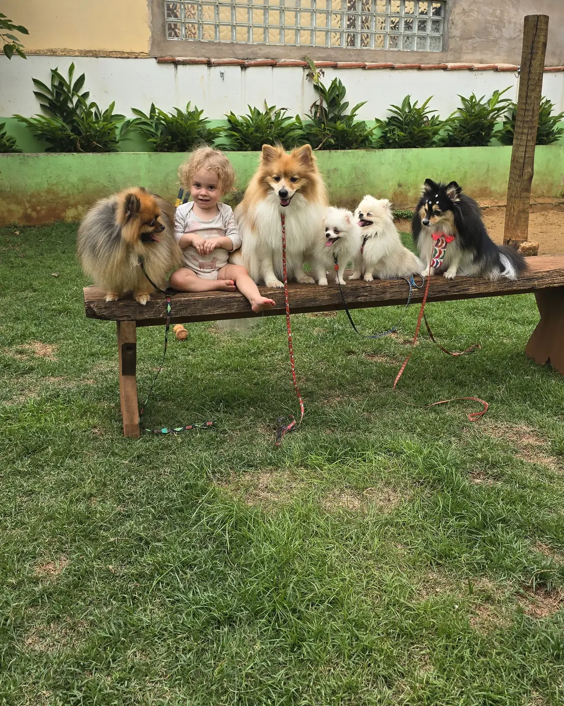 Criança entre cinco cães spitz calmos em banco de treino