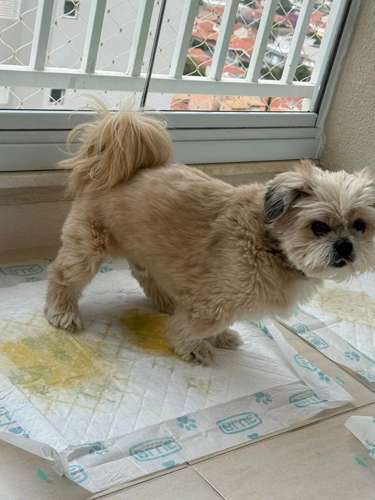 Shih tzu no tapete higiênico após acertar o lugar