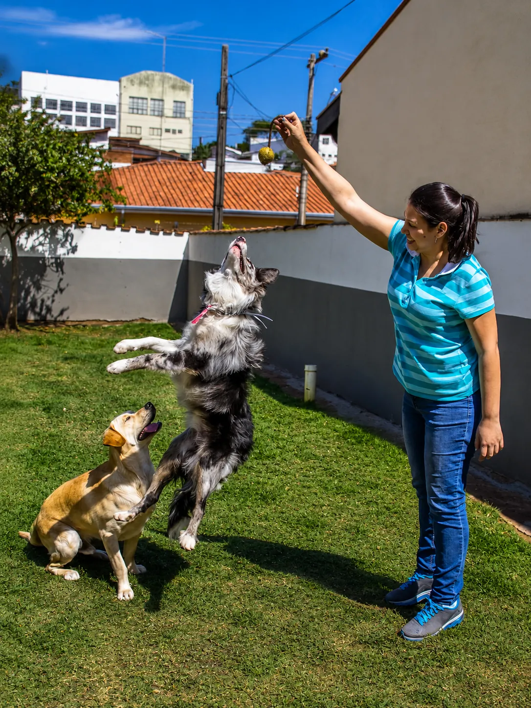 Treino esportivo de proteção com pastor belga malinois e figurante com manga de mordida