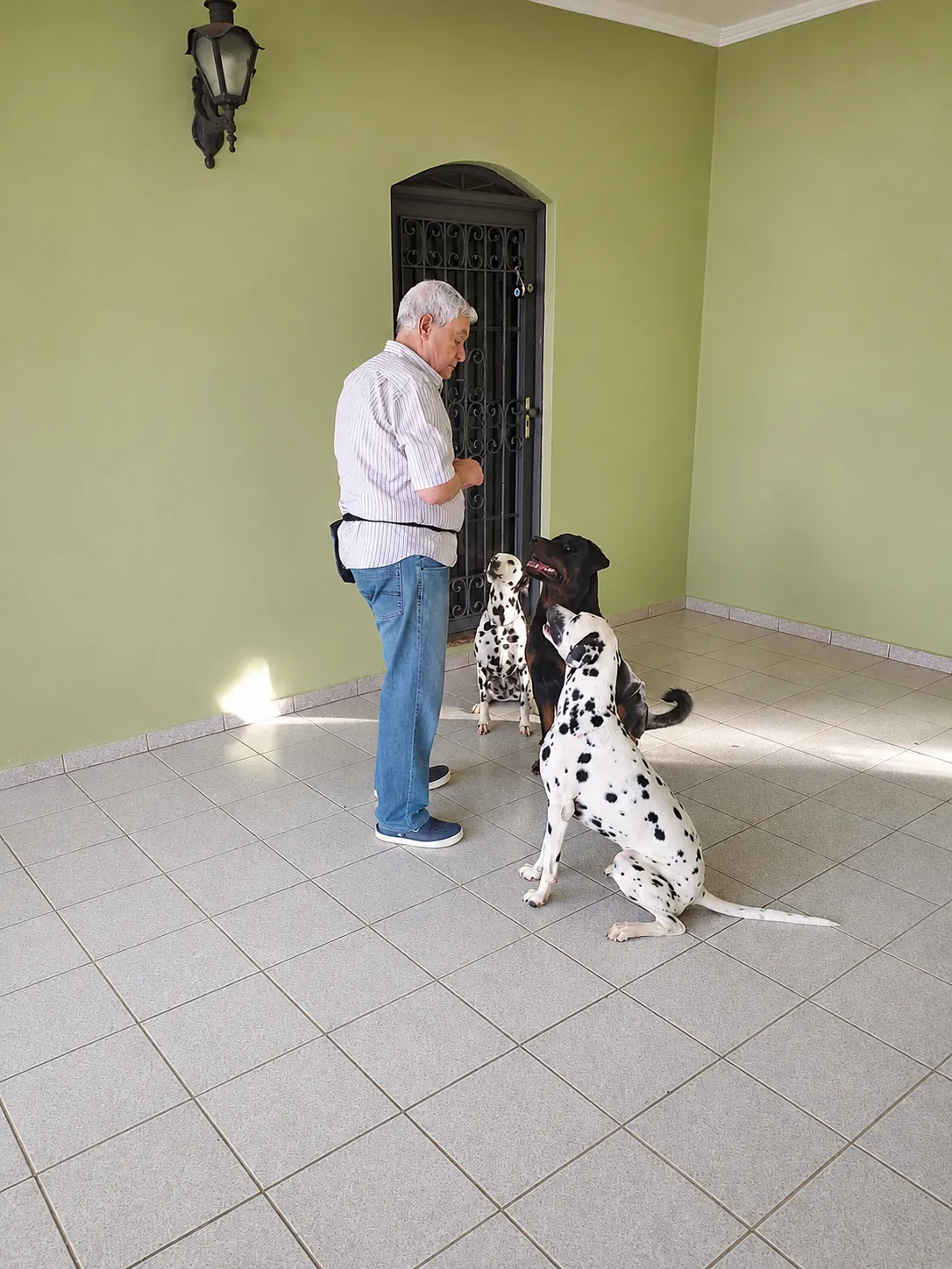 Tutor treinando seus dois dálmatas e um rottweiler na varanda de casa